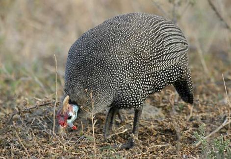guineafowl_knp-4874.jpg