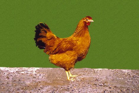 sargamtyuk.jpg